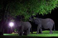 A Zambezi River Lodge - Dinner mit Elefanten