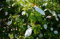 A Zambezi River Lodge - Vic Falls