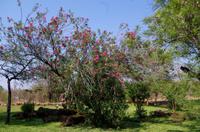 A Zambezi River Lodge - Vic Falls