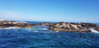 Hout Bay - Seal Island Tour