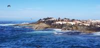 Hout Bay - Seal Island Tour