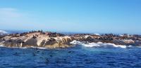 Hout Bay - Seal Island Tour