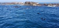 Hout Bay - Seal Island Tour