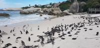 Pinguine am Boulders Beach