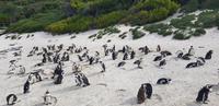 Pinguine am Boulders Beach