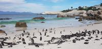 Pinguine am Boulders Beach