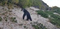 Pinguine am Boulders Beach