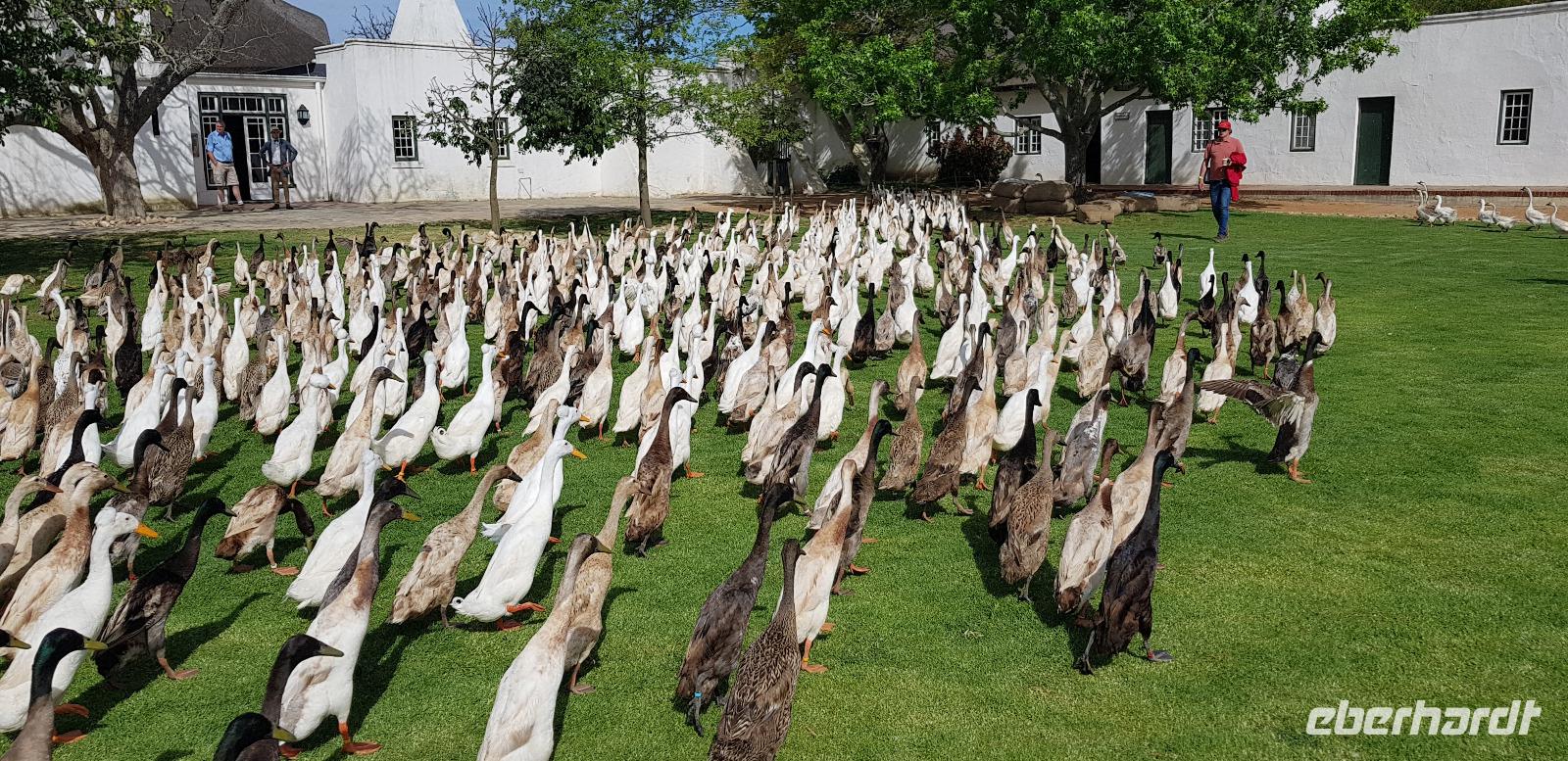 Vergenoegd Löw Wine Estate - Entenrennen