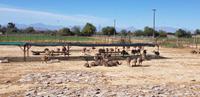Besuch einer Straußenfarm