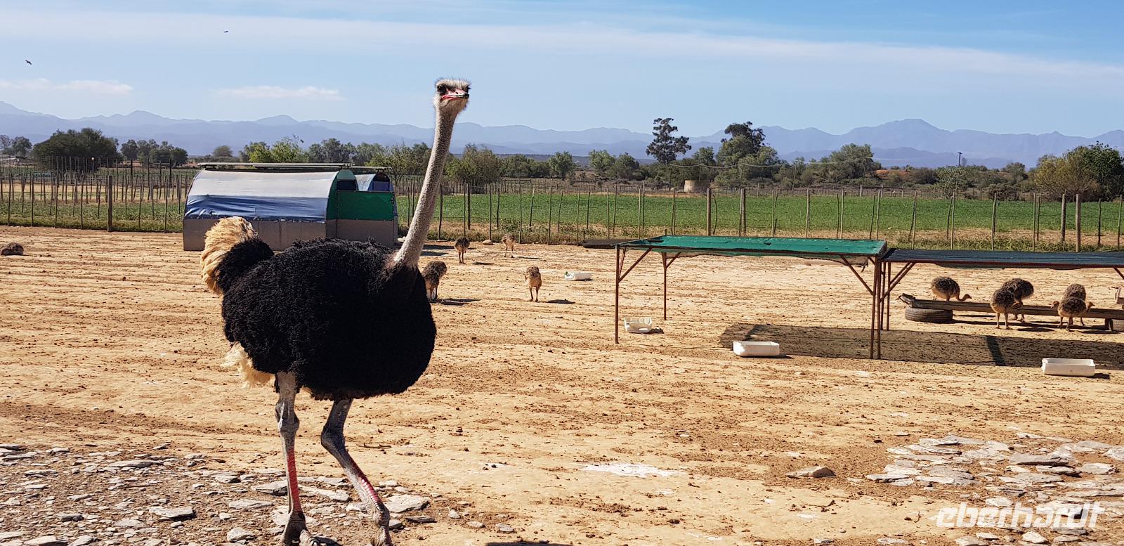 Besuch einer Straußenfarm
