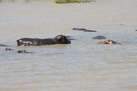 Bootsfahrt auf dem St.-Lucia-See