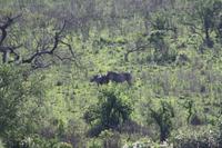 Safari im Hluhluwe Nationalpark