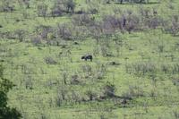 Safari im Hluhluwe Nationalpark