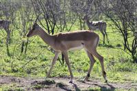 Safari im Hluhluwe Nationalpark
