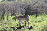 Safari im Hluhluwe Nationalpark