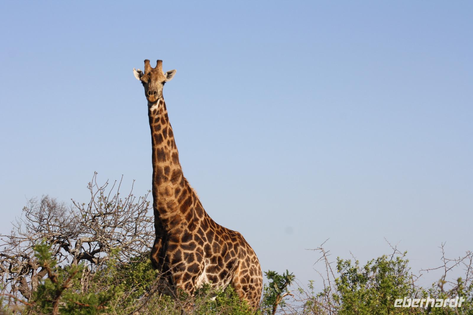 Safari im Hluhluwe Nationalpark