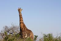Safari im Hluhluwe Nationalpark