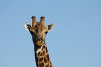 Safari im Hluhluwe Nationalpark