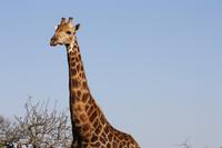 Safari im Hluhluwe Nationalpark