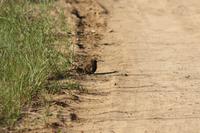 Safari im Hluhluwe Nationalpark