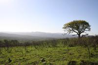Safari im Hluhluwe Nationalpark