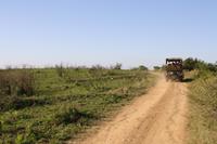 Safari im Hluhluwe Nationalpark