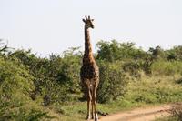 Safari im Hluhluwe Nationalpark