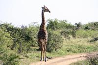 Safari im Hluhluwe Nationalpark
