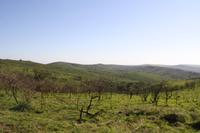 Safari im Hluhluwe Nationalpark