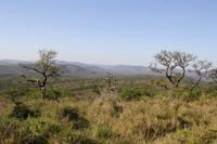 Safari im Hluhluwe Nationalpark
