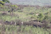 Safari im Hluhluwe Nationalpark