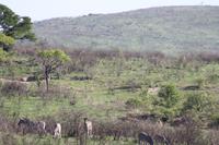 Safari im Hluhluwe Nationalpark