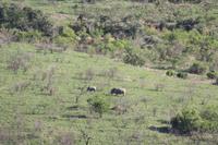 Safari im Hluhluwe Nationalpark