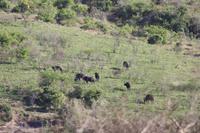Safari im Hluhluwe Nationalpark