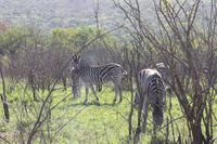 Safari im Hluhluwe Nationalpark