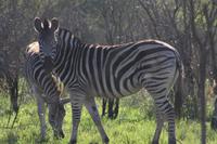 Safari im Hluhluwe Nationalpark