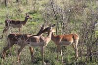 Safari im Hluhluwe Nationalpark