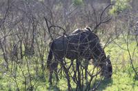 Safari im Hluhluwe Nationalpark