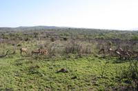 Safari im Hluhluwe Nationalpark
