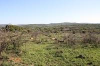 Safari im Hluhluwe Nationalpark