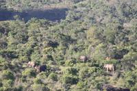 Safari im Hluhluwe Nationalpark