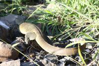 Safari im Hluhluwe Nationalpark