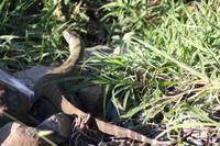 Safari im Hluhluwe Nationalpark