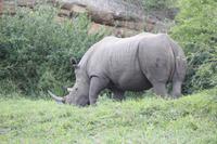 Safari im Hluhluwe Nationalpark