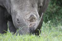 Safari im Hluhluwe Nationalpark