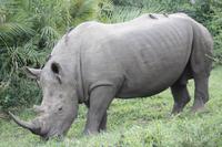 Safari im Hluhluwe Nationalpark