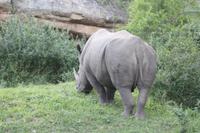 Safari im Hluhluwe Nationalpark
