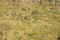 Safari im Hluhluwe Nationalpark