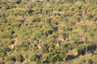 Safari im Hluhluwe Nationalpark