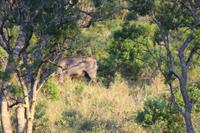 Safari im Hluhluwe Nationalpark